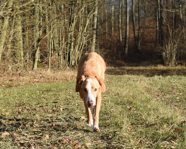 Baldur auf der Wiese