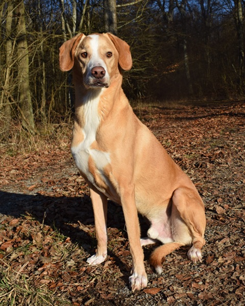 Baldur auf dem Waldweg