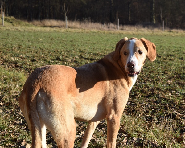 Baldur auf der Wiese