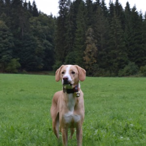 Bild von Hund auf der Wiese | Instagram Beitrag