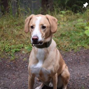 Bild von sitzendem Hund | Instagram Beitrag