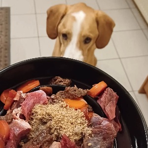 Bild von Hund und Barf Essen | Instagram Beitrag